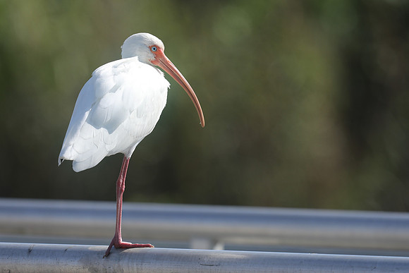 White Ibis, Florida Everglades, February 2020