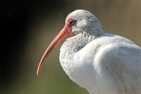 White Ibis
