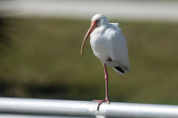 White Ibis, Florida Everglades, February 2020