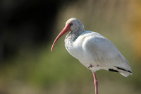White Ibis, Florida Everglades, February 2020