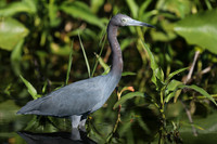 Little Blue Heron