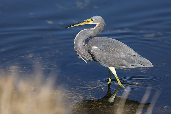 Tri-coloured Heron, Florida Everglades, February 2020