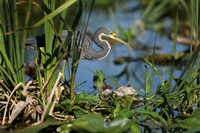 Tri-coloured Heron, Florida Everglades, February 2020
