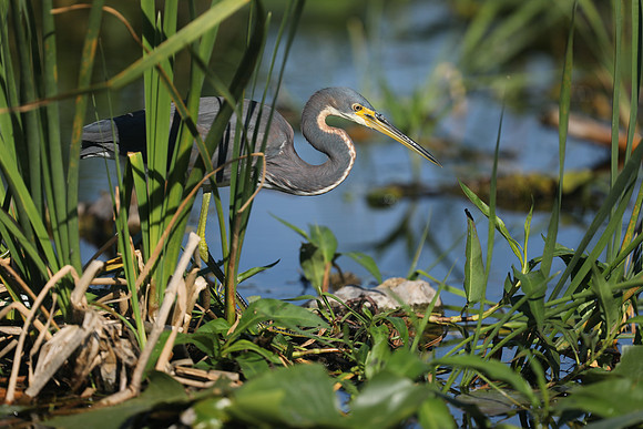 Tri-coloured Heron, Florida Everglades, February 2020