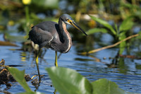 Tri-coloured Heron, Florida Everglades, February 2020