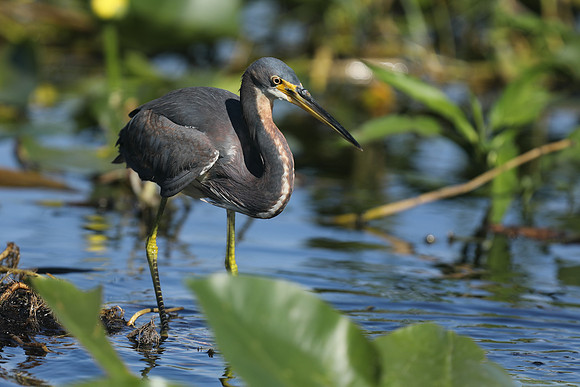 Tri-coloured Heron, Florida Everglades, February 2020