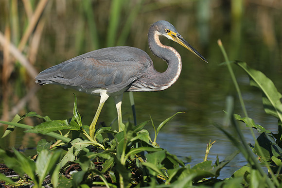 Tri-coloured Heron, Florida Everglades, February 2020.