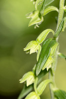 Narrow-lipped Helleborine, Cotswolds, July 2023
