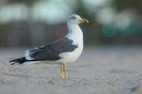 Lesser Black-backed Gull