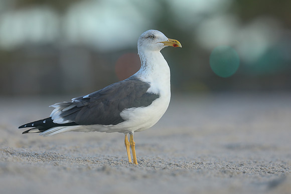 Lesser Black-backed Gull, Fort Lauderdale, February 2020.