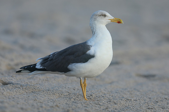 Lesser Black-backed Gull, Fort Lauderdale, February 2020
