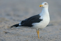 Lesser Black-backed Gull, Fort Lauderdale, February 2020