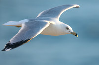 Ring-billed Gull, Fort Lauderdale, February 2020