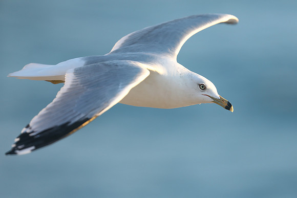 Ring-billed Gull, Fort Lauderdale, February 2020