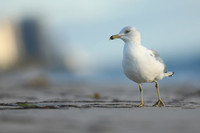Ring-billed Gull, Fort Lauderdale, February 2020