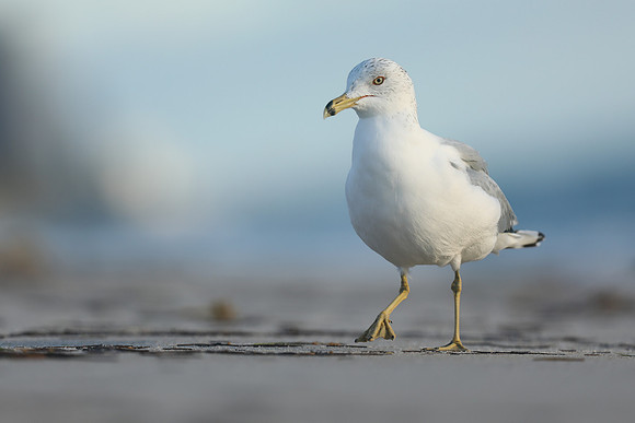 Ring-billed Gull, Fort Lauderdale, February 2020