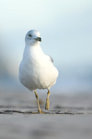 Ring-billed Gull, Fort Lauderdale, February 2020