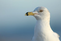 Ring-billed Gull, Fort Lauderdale, February 2020