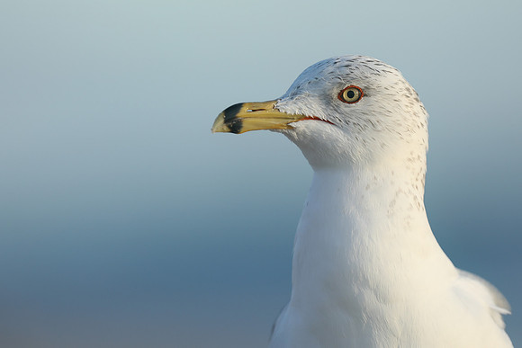 Ring-billed Gull, Fort Lauderdale, February 2020