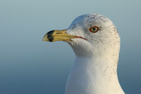 Ring-Billed Gull