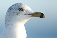 Ring-billed Gull, Fort Lauderdale, February 2020
