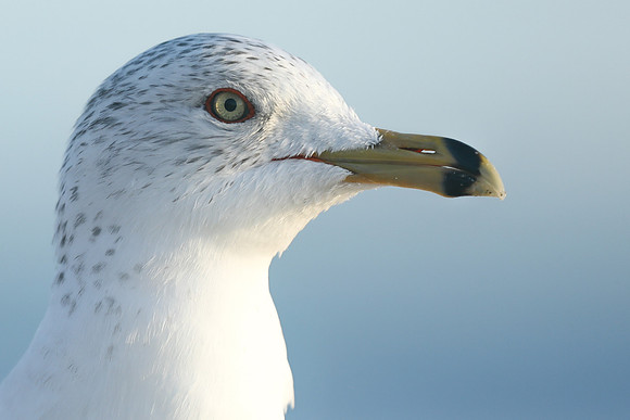 Ring-billed Gull, Fort Lauderdale, February 2020