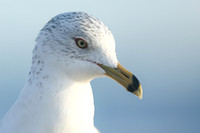 Ring-billed Gull, Fort Lauderdale, February 2020