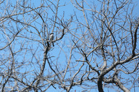 Loggerhead Shrike, Brian Piccolo Sports Park, Florida, February 2020.