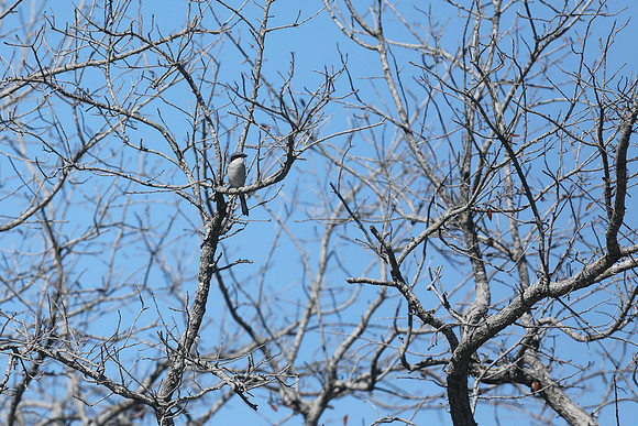 Loggerhead Shrike, Brian Piccolo Sports Park, Florida, February 2020.