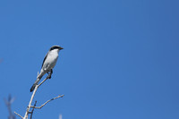 Loggerhead Shrike
