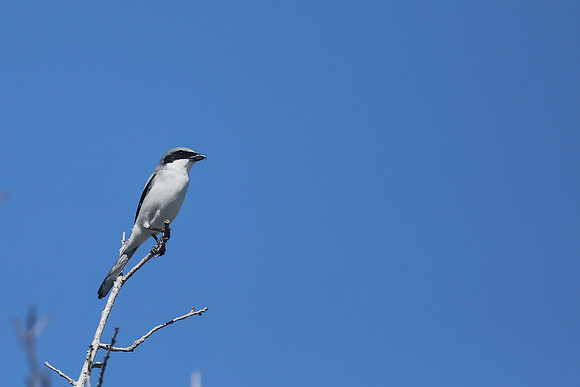 Loggerhead Shrike, Brian Piccolo Sports Park, Florida, February 2020
