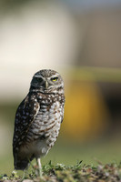 Burrowing Owl, Brian Piccolo Sports Park, Florida, February 2020