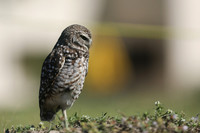 Burrowing Owl, Brian Piccolo Sports Park, Florida, February 2020