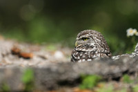 Burrowing Owl, Brian Piccolo Sports Park, Florida, February 2020