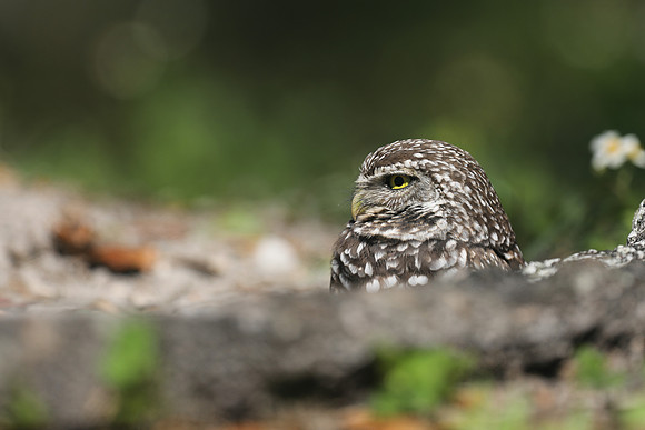 Burrowing Owl, Brian Piccolo Sports Park, Florida, February 2020