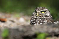 Burrowing Owl