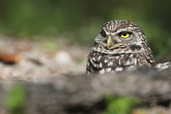 Burrowing Owl, Brian Piccolo Sports Park, Florida, February 2020
