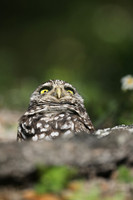 Burrowing Owl, Brian Piccolo Sports Park, Florida, February 2020