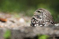 Burrowing Owl, Brian Piccolo Sports Park, Florida, February 2020
