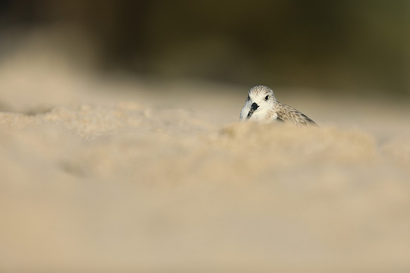 Sanderling, Fort Lauderdale Beach,  Florida, February 2020