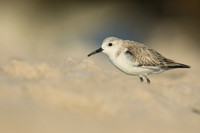 Sanderling, Fort Lauderdale Beach,  Florida, February 2020