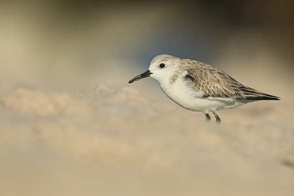 Sanderling, Fort Lauderdale Beach,  Florida, February 2020