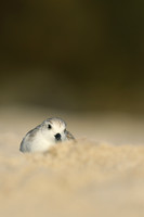 Sanderling, Fort Lauderdale Beach,  Florida, February 2020