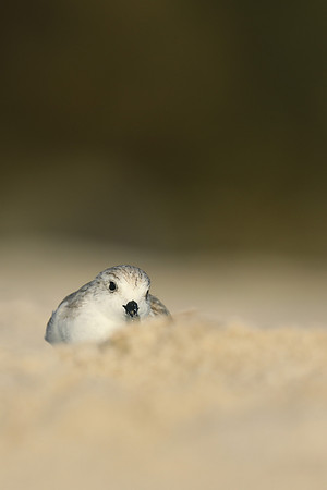 Sanderling, Fort Lauderdale Beach,  Florida, February 2020