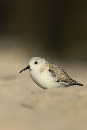 Sanderling, Fort Lauderdale Beach,  Florida, February 2020