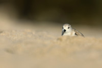 Sanderling, Fort Lauderdale Beach,  Florida, February 2020