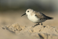 Sanderling