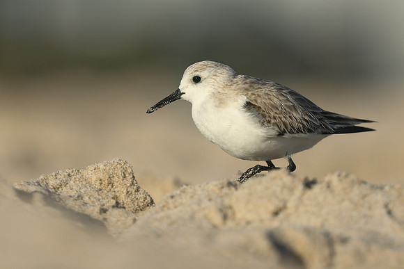 Sanderling, Fort Lauderdale Beach,  Florida, February 2020.