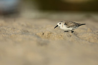 Sanderling, Fort Lauderdale Beach,  Florida, February 2020