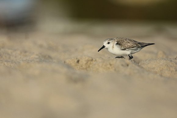 Sanderling, Fort Lauderdale Beach,  Florida, February 2020